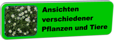 Ansichten verschiedener Pflanzen und Tiere