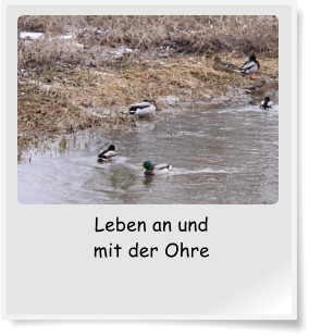 Leben an und mit der Ohre